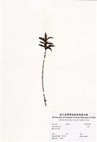 藏品(垂柳)的圖片